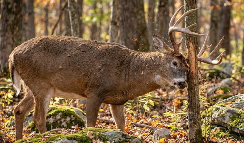 Understanding and reading deer rubs