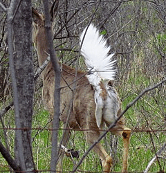 Calling deer, the sounds they make & what their tail tells us