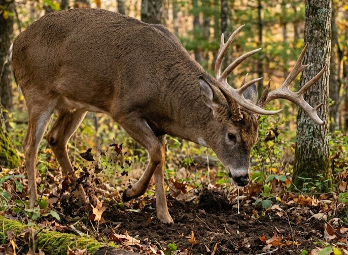 Get the dirt on deer scrapes