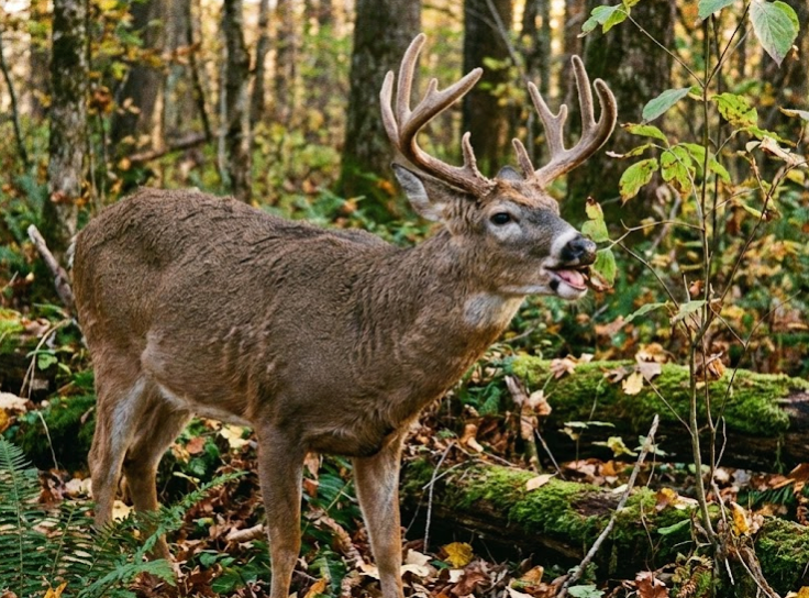 October lull, hidden foods, cover drops & hunting pressure