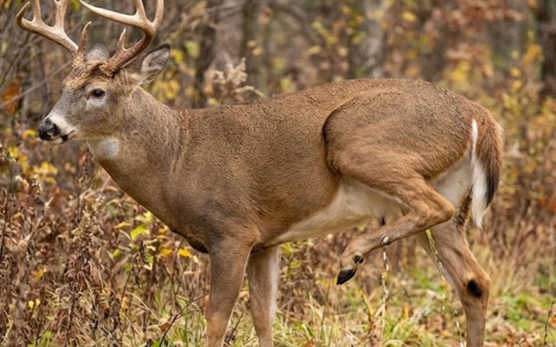 Secret rut, early activity and rub-urination