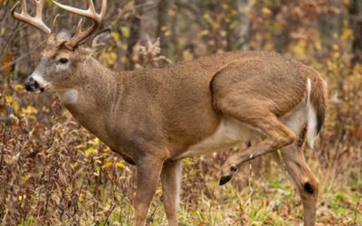 Secret rut, early activity and rub-urination