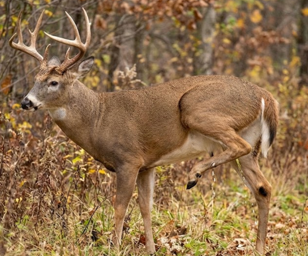 Secret rut, early activity and rub-urination