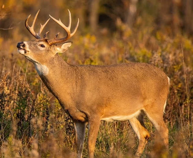 The lip curl, the first phase and cutting to the chase
