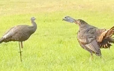 An encounter with the final boss of bearded hens