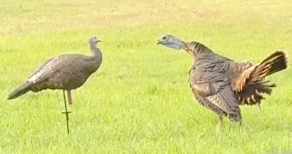 An encounter with the final boss of bearded hens