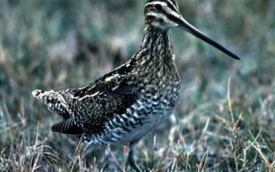 The Ghost of the Marsh