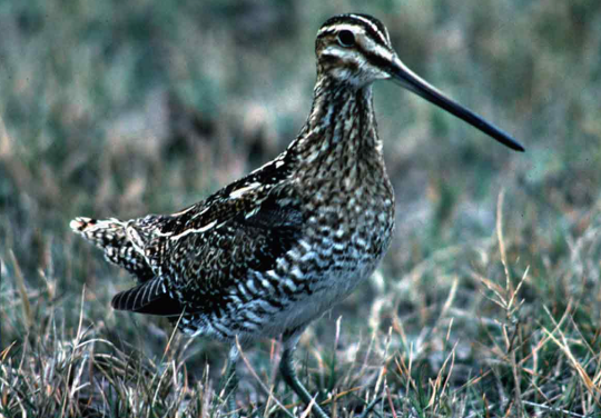 The ghost of the marsh