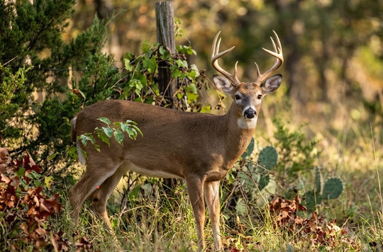 The Heartland Blueprint