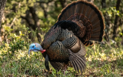 The Thunder in the Timber