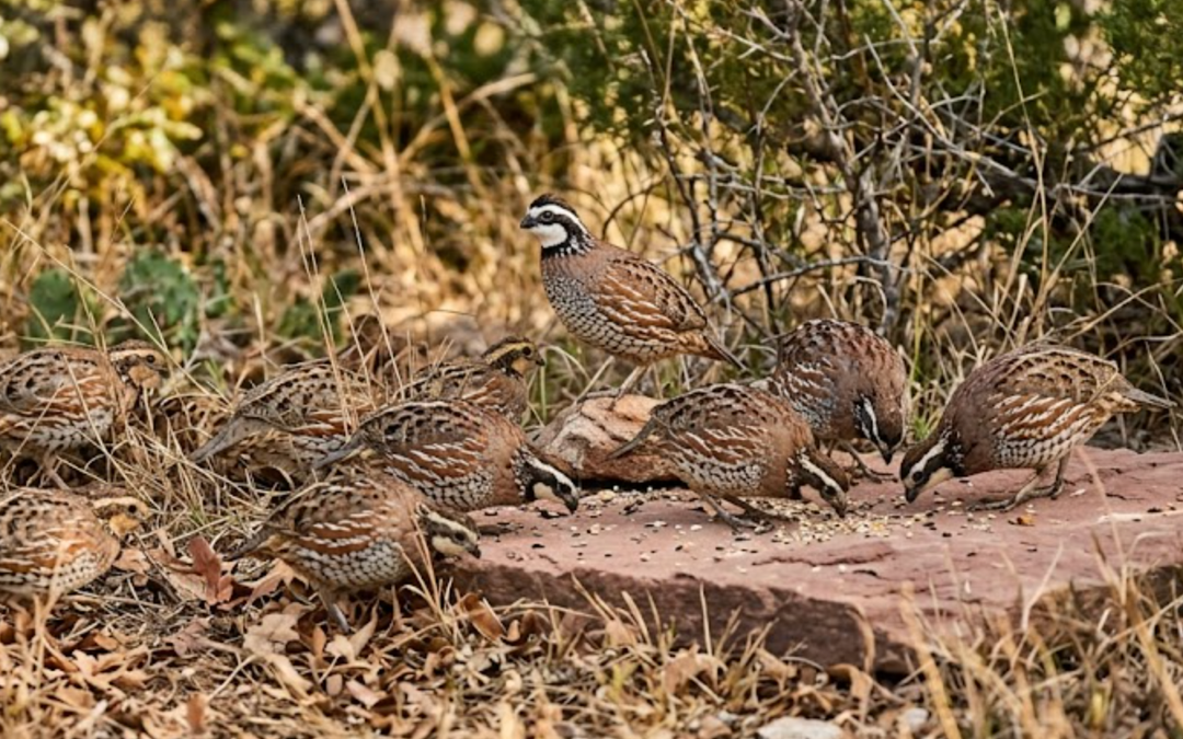 The Boom and Bust of the Bobwhite in Texas