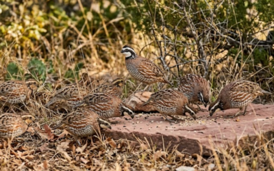 The Boom and Bust of the Bobwhite in Texas
