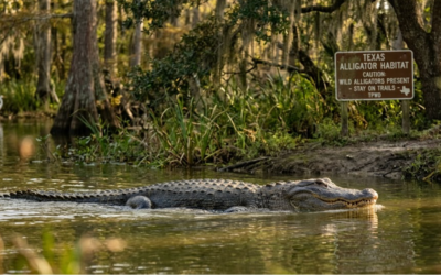 Hunting a Prehistoric Predator in Texas