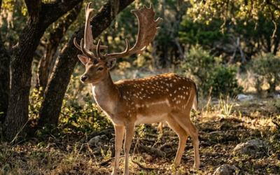 The Flat Hands of the Fallow Deer