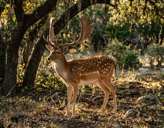 The Flat Hands of the Fallow Deer
