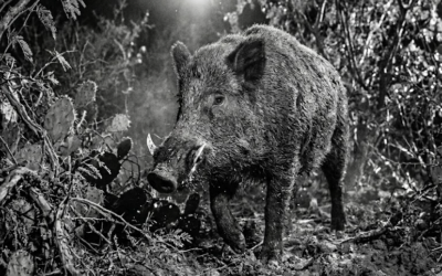The Tough Texas Wild Hog