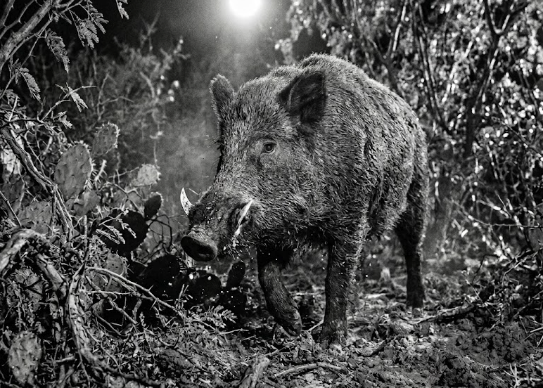The Tough Texas Wild Hog