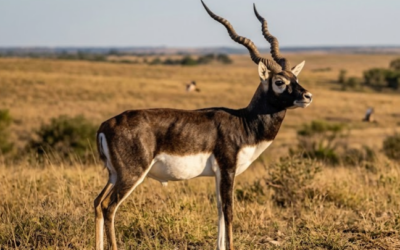 Hunting the Spiral-Horned Blackbuck Antelope