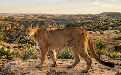 Mountain Lion – The Stealth Ghost of the Desert