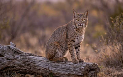 Bobcat – Hunting the Quiet Ghost of the Brush