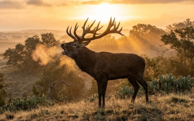 The Roar of the Texas Red Stag