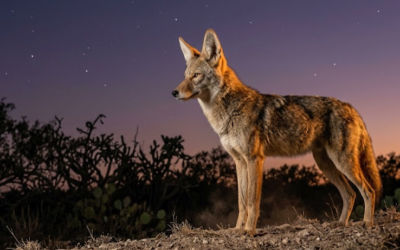 Coyote – The Song Dog of the Texas Brush
