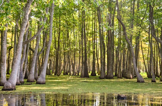 The Haunted Beauty of Caddo Lake