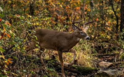 Whitetail – The Phantom of the Texas Brush