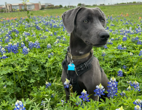 Texas History Roundup – June 18