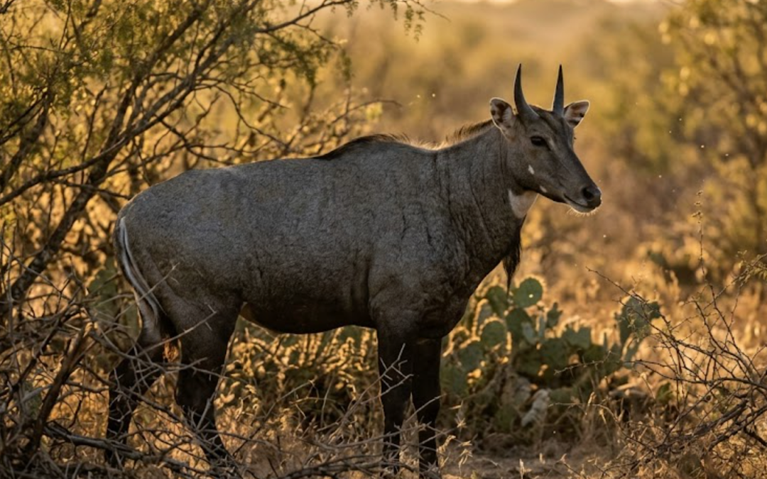 Hunting Nilgai – the Blue Bull of Texas