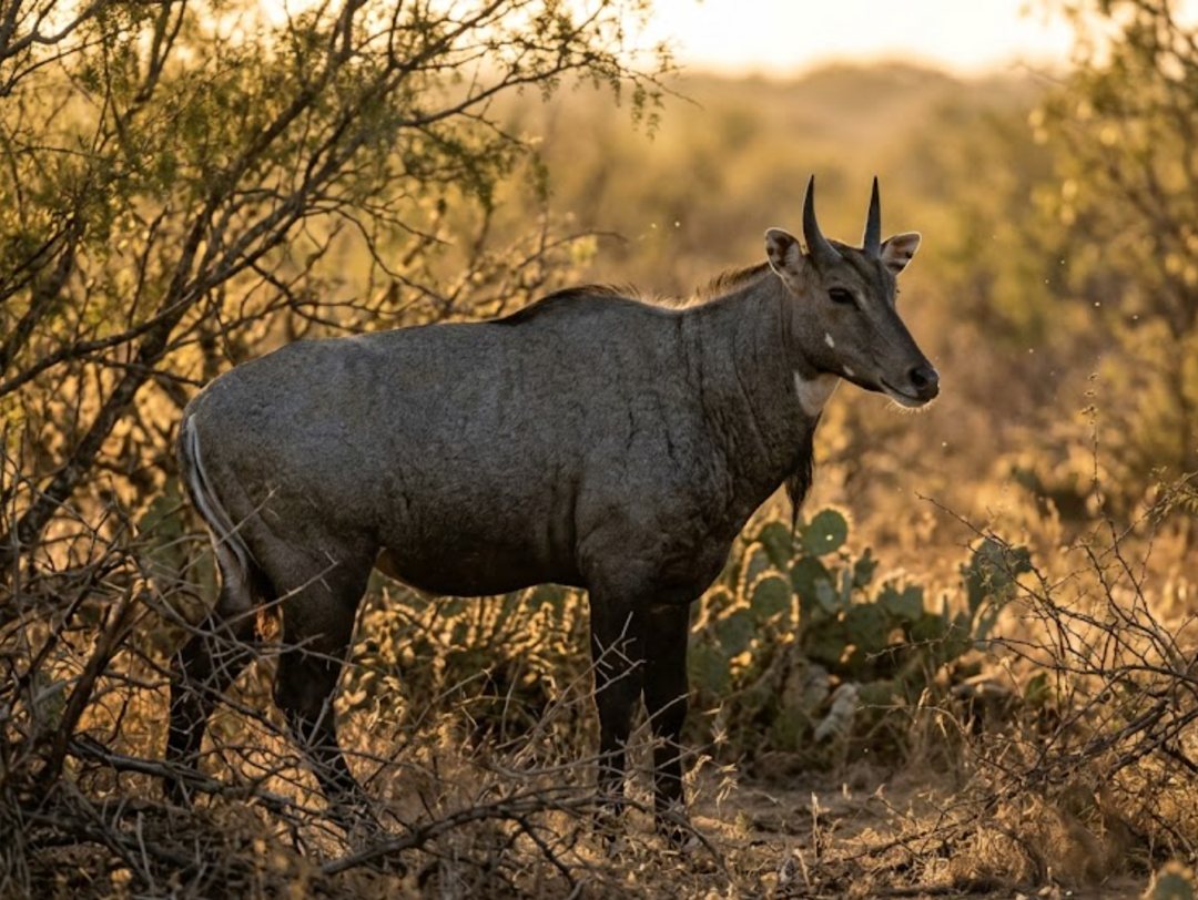 Hunting Nilgai – the Blue Bull of Texas