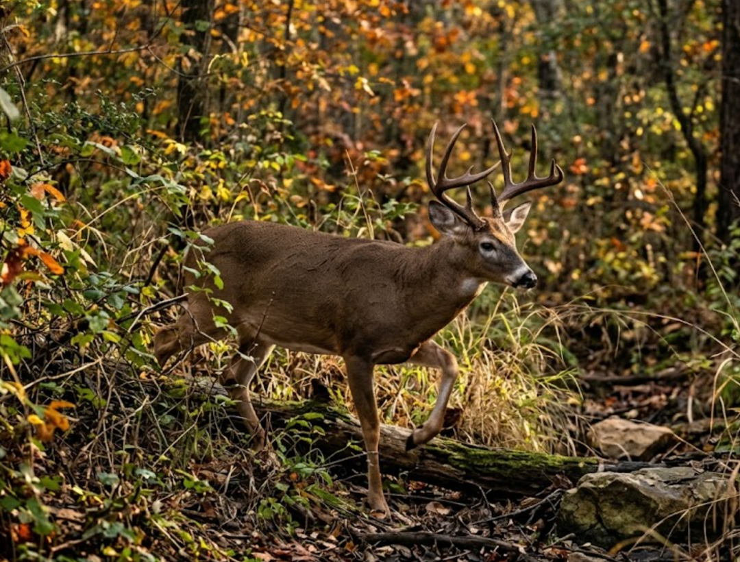 Whitetail – The Phantom of the Texas Brush