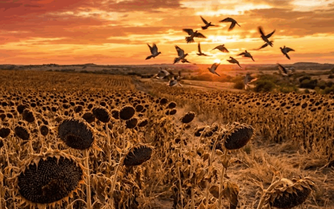 Secrets of the September Sunflower Fields