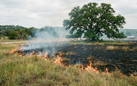 Prescribed Burns: Managing Habitat for Native Wildlife
